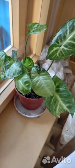 Комнатные цветы