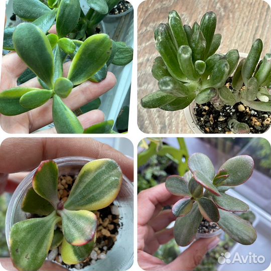 Сортовые крассулы crassula var