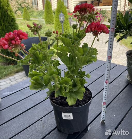 Пеларгония Сортовая Герань