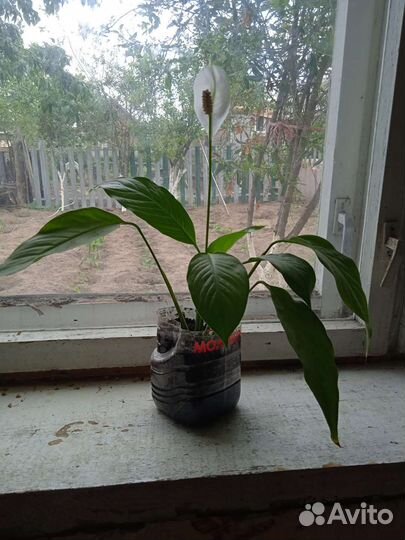 Спатифиллум