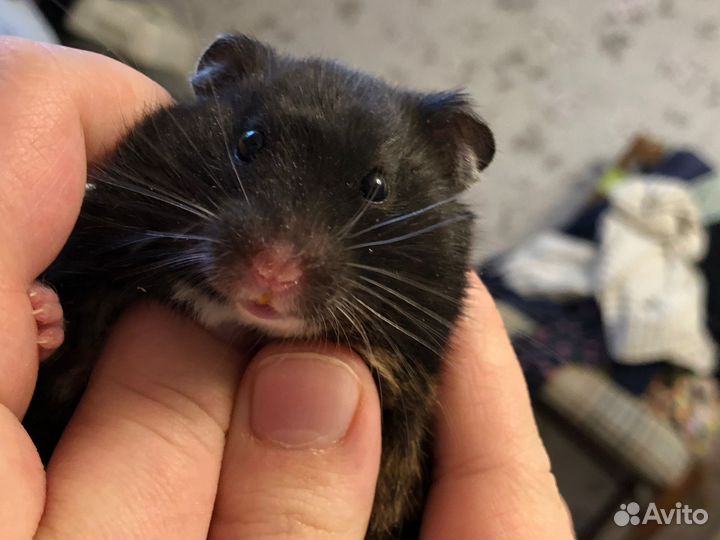 Элитный хомяк сирийский