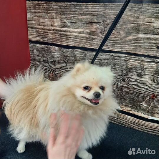 Грумер стрижка собак