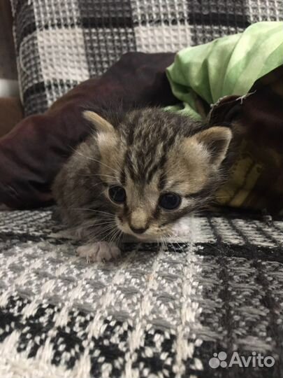 Отдам котят,нашла возле магазина вечером