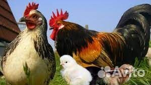 Вахта разнорабочий птицефабрика красногвардейское