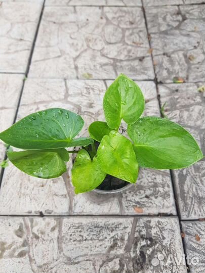 Калла домашняя