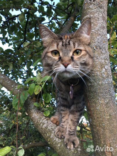 Кошки в добрые руки