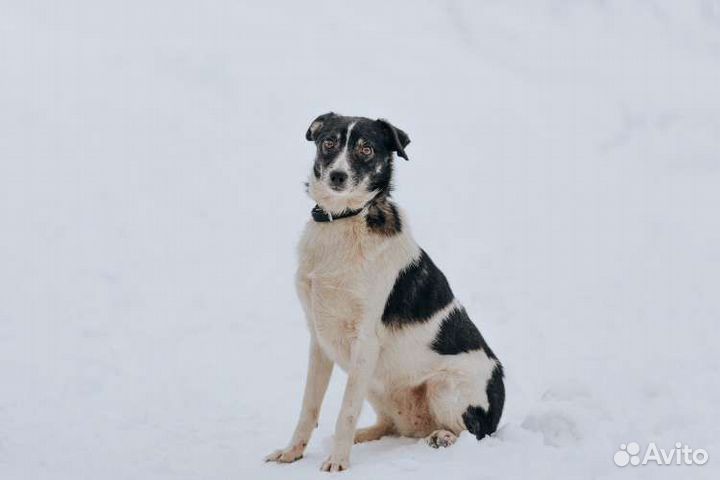 Собака в добрые руки девочка