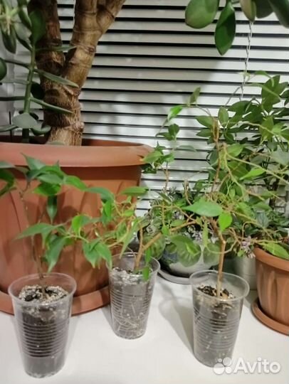 Кротон, лилия