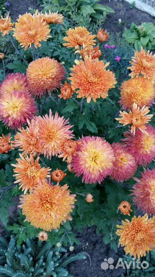 Хризантемы