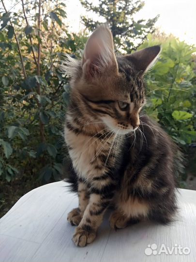 Котята мейн-кун