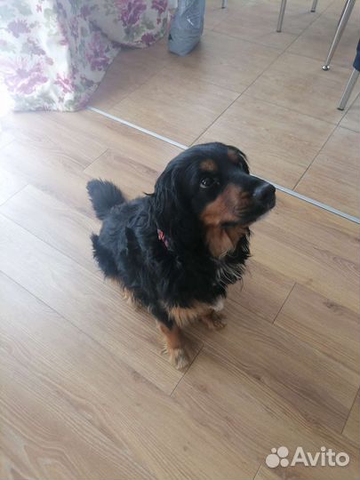 Отдадим собаку в добрые руки