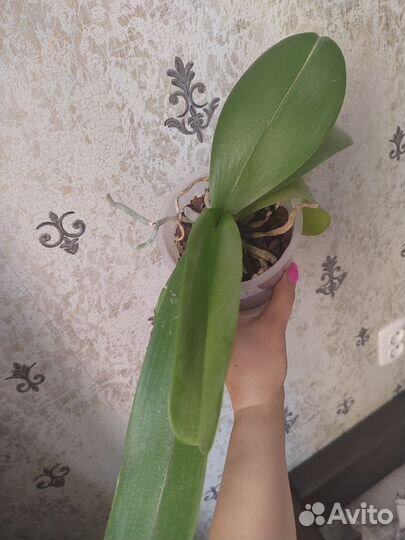 Орхидея фаленопсис биг лип