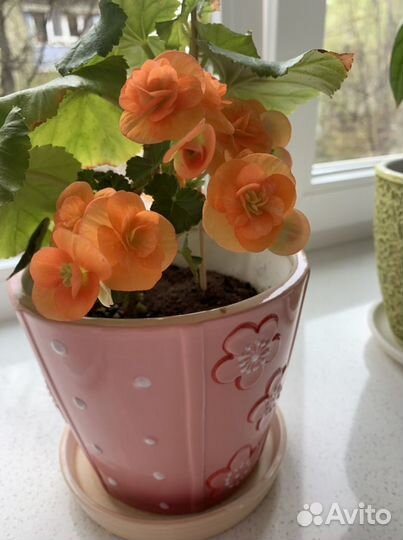 Глоксинии,бегонии, пеперомия, фикус и др