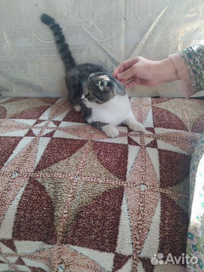 Кошка в дар