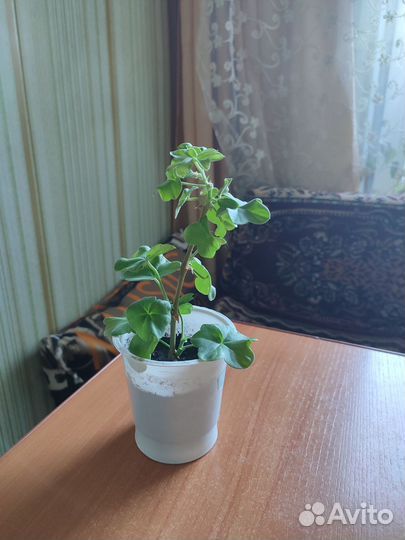 Плющелистная пеларгония