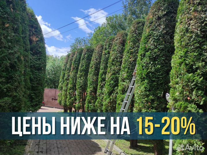 Садовник / Обрезка деревьев и кустарников