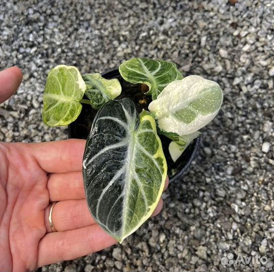 Алоказия блэк вельвет вариегатная