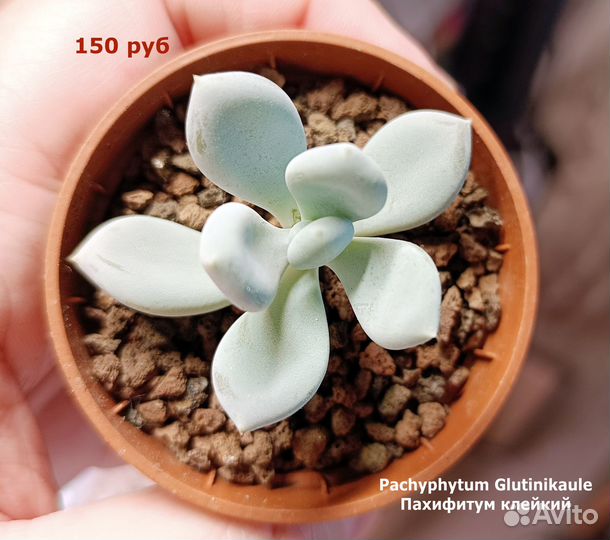 Суккуленты укорененные детки