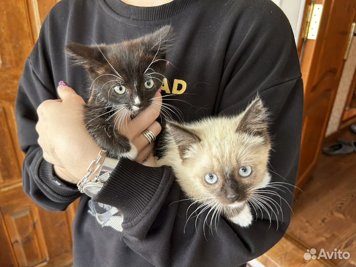 Котята в добрые руки