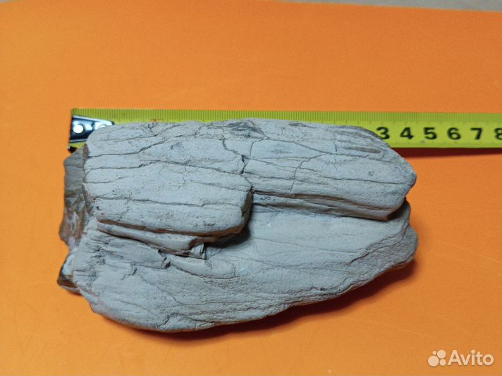 Окаменелое дерево.Карьер на юге Харьковской обл