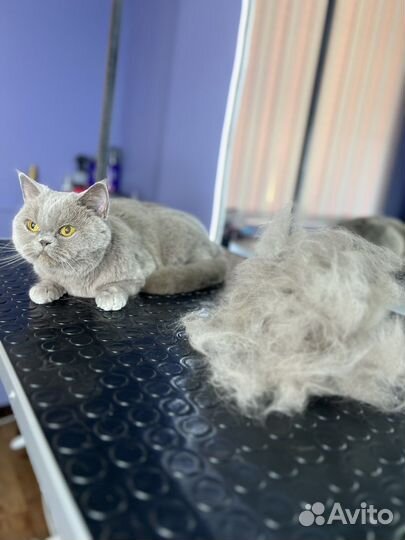 Стрижка собак и кошек