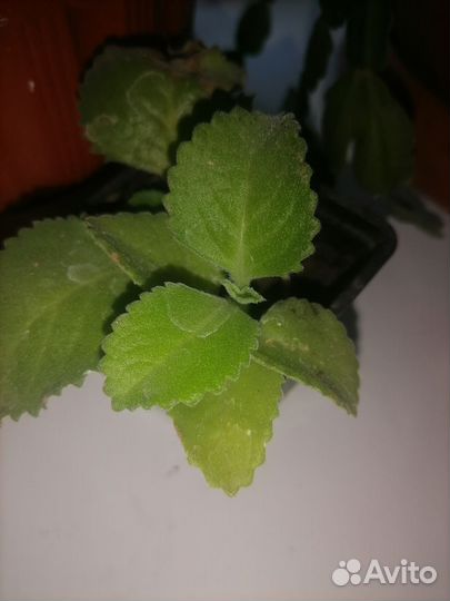 Комнатная мята