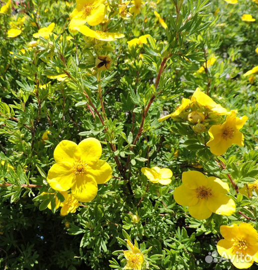 Продаем саженцы Лапчатки Голдфингер