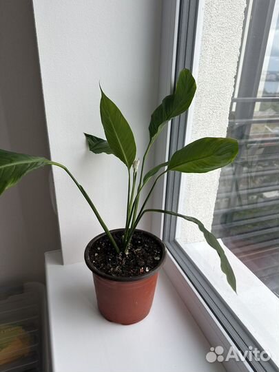 Спатифиллум