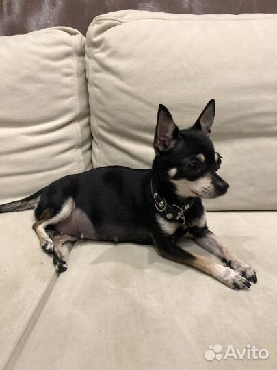 Щенок чихуахуа