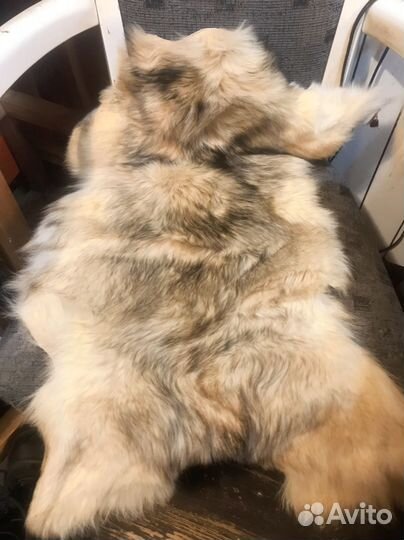 Шкура волка натуральная