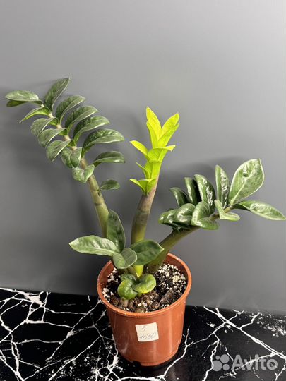 Замиокулькас зензи