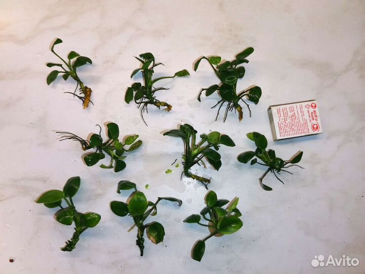 Коридорас золотистый, анубиас, моллинезия жёлтая