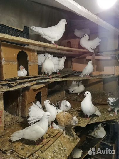 Продажа голубей