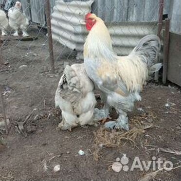 Куры брама Изабелла