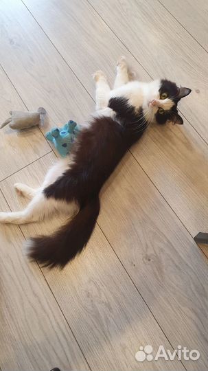 Кошка в добрые руки