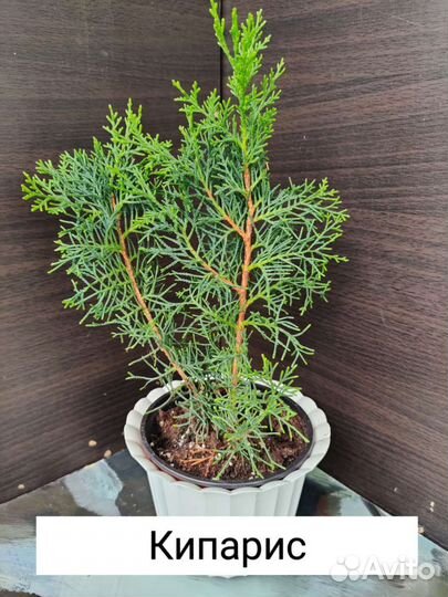 Комнатные растения