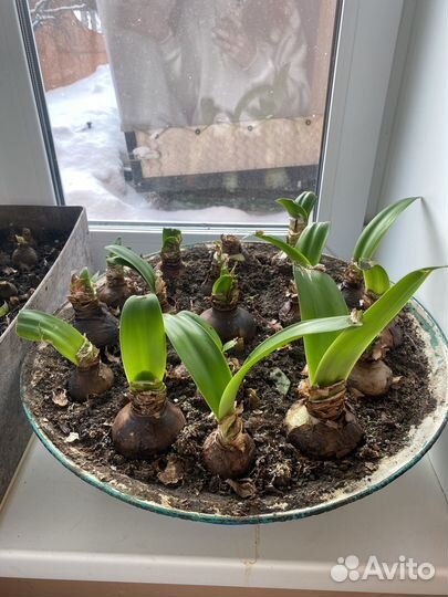 Амарилис гибридный розовый