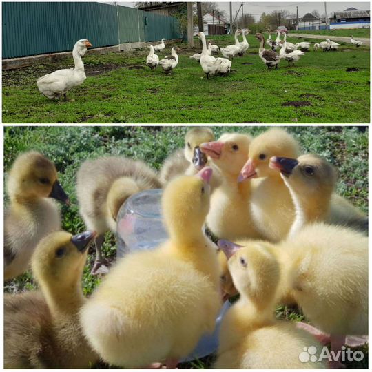 Последние гусята Холмогоры и Линда