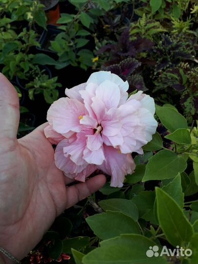 Гибискус комнатный Дабл Пинк