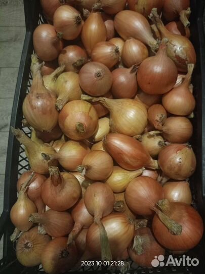 Лук репчатый