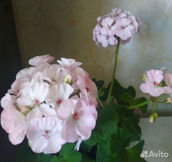 Пеларгонии сортовые
