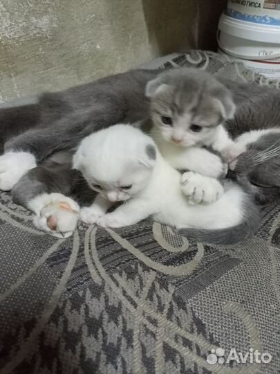 Котята вислоухие