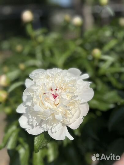 Пионы саженцы корни