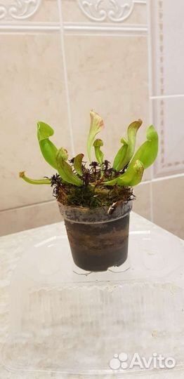 Саррацения (хищные растения )