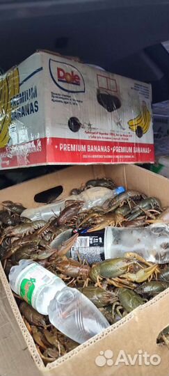 Раки живые опт