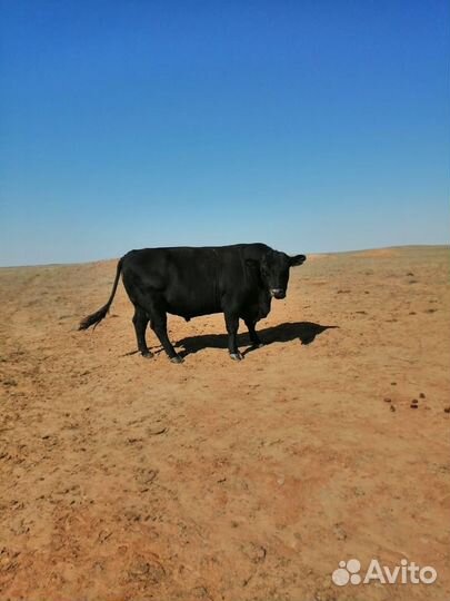Быки абердин ангус