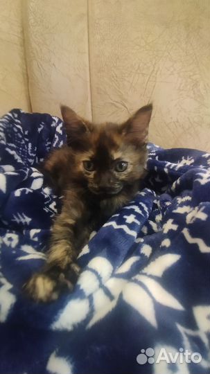 Котёнок помесь Мейн-кун