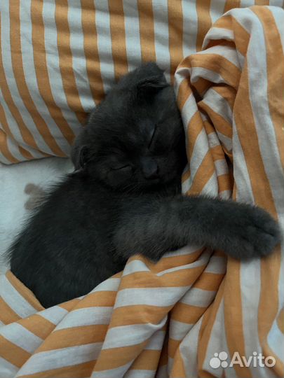 Отдам в добрые руки кошку и котенка(девочка 3 мес