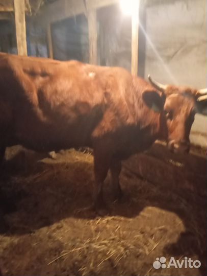 Телки, айширки