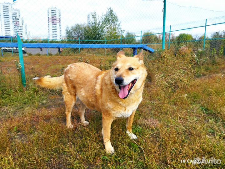 Собаке нужен дом